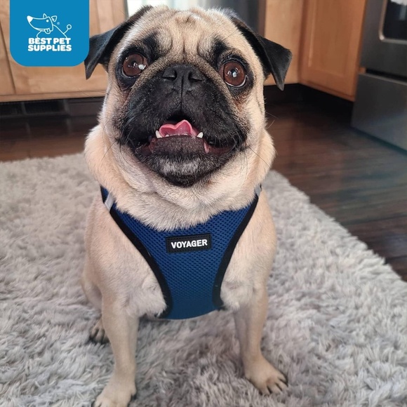 Voyager Step-in Air Dog Harness L (Chest: 18-20.5") EUC - Picture 4 of 8